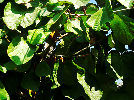포토 JPG 해외이미지 나무 식물 열매 음식 잎 농업 채소 과일 자연 매달리기 건강 키위 사람없음 야외 가로 초록색 여름 농작물 농장 갈색 정원 식사 수확 성장 나뭇가지 신선 그룹 달콤 작음 먹기 유기농 내추럴 이국적 세련 해외202004 해외포토 웰빙 계절 산업 컬러 모션 맛 크기 생태계 파일형식 이미지허브