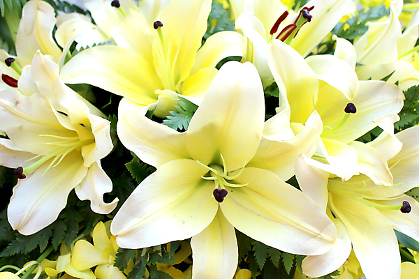 포토 JPG 해외이미지 나무 식물 꽃잎 꽃 꽃다발 백그라운드 잎 꽃무늬 자연 부활절 사람없음 초록색 정원 봄 벚꽃 흰색 나뭇가지 개화 사과 백합 5월 고립 꽃수술 해외202004 해외포토 계절 기념일 컬러 무늬 과일 날짜 생태계 파일형식 이미지허브