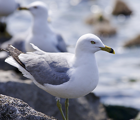 포토 JPG 해외이미지 백그라운드 캐나다 날개 갈매기 조류 하늘 사람없음 파란색 노란색 검은색 놀람 회색 흰색 자신감 닫기 그림 고립 쉬운 해외202004 해외포토 동물 감정 컬러 북아메리카 모션 표정 파일형식 이미지허브