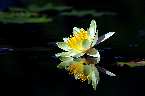 포토 JPG 해외이미지 식물 공원 꽃잎 꽃 종교 꽃다발 백그라운드 잎 꽃무늬 밭 농업 자연 하늘 조명 사람없음 야외 물 여름 햇빛 태양 반사 정원 성장 벚꽃 나뭇가지 농촌 연못 신선 화려 개화 벌 심기 해외202004 해외포토 자연요소 나무 계절 공공시설 산업 곤충 컨셉 무늬 모션 시골 생태계 파일형식 이미지허브