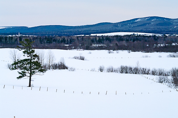 포토 JPG 해외이미지 나무 겨울 자연 하늘 풍경 사람없음 얼음 추위 흰색 나뭇가지 시골 소나무 고독 싱글 장면 침엽수 전나무 눈내림 해외202004 해외포토 자연요소 식물 계절 감정 컬러 눈_날씨 생태계 파일형식 이미지허브