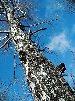 포토 JPG 해외이미지 나무 자연 하늘 날씨 휴식 건강 사람없음 목재 태양 버섯 침묵 숲 즐거움 서식 생태학 해외202004 해외포토 자연요소 식물 교육 감정 컨셉 재료 소리 생태계 파일형식 이미지허브