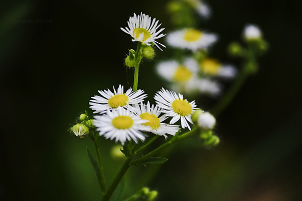 포토 JPG 해외이미지 식물 디자인 계절 꽃잎 꽃 꽃다발 백그라운드 꽃무늬 패턴 자연 추상 선물 사랑 사람없음 세트 컬러풀 태양 노란색 머리 환경 정원 스파 봄 성장 흰색 신선 신용카드 그룹 수집 유기농 데이지 심플 엽서 모음 내추럴 고립 엘리먼트 캐모마일 해외202004 해외포토 자연요소 웰빙 감정 컬러 무늬 한글 신체부위 금융 편지 허브 생태계 파일형식 이미지허브
