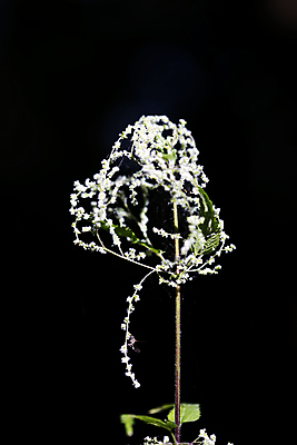 포토 JPG 해외이미지 식물 유럽 줄기 백그라운드 잎 자연 건강 종류 사람없음 야외 초록색 여름 빛 약 머리카락 정원 놀람 봄 성장 흰색 신선 개화 수비 오스트리아 허브 묘사 내추럴 영원 해외202004 해외포토 계절 꽃 감정 나라 컬러 의학 모션 표정 머리 생태계 파일형식 이미지허브