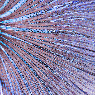 포토 JPG 해외이미지 동물 백그라운드 패턴 추상 프레임 저울 어류 사람없음 물 파란색 보라색 신선 피부 묘사 질감 꼬리 싸움 지느러미 수족관 이국적 해외202004 해외포토 자연요소 컬러 무늬 모션 신체부위 수중동물 파일형식 이미지허브