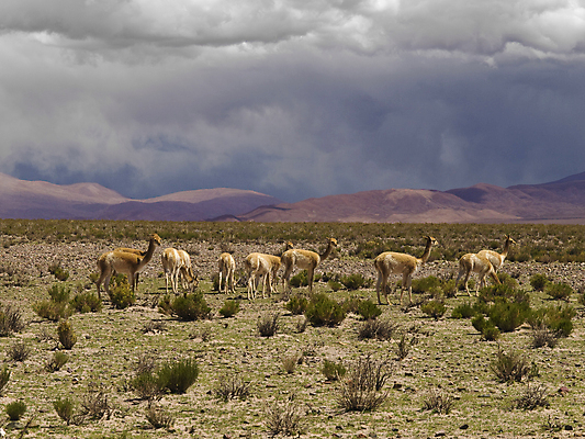 포토 JPG 해외이미지 동물 구름 척추동물 야생동물 포유류 자연 산 털 풍경 사람없음 야외 가로 초록색 미국 가축 침묵 그룹 황무지 먹이 모피 낙타 칠레 남쪽 아르헨티나 내추럴 양모 라마 알파카 양털 찰과상 페루 해외202004 해외포토 자연요소 컬러 북아메리카 소리 직물 남아메리카 상처 방향 생태계 파일형식 이미지허브