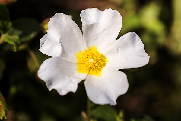 포토 JPG 해외이미지 식물 1 꽃잎 꽃 꽃무늬 자연 사람없음 장식 약 노란색 새싹 정원 놀람 봄 벚꽃 흰색 개화 닫기 정상 허브 즐거움 싱글 원예 마드리드 우수 잇몸 초능력 해외202004 해외포토 계절 감정 컬러 무늬 신체 의학 모션 표정 취미 절기 생태계 파일형식 이미지허브