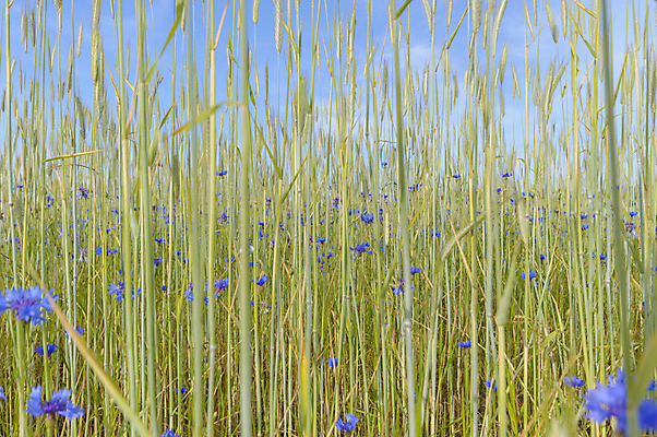 포토 JPG 해외이미지 나무 식물 구름 계절 꽃 백그라운드 잎 밭 농업 자연 하늘 아침 날씨 풍경 잔디 사람없음 야외 초록색 여름 파란색 빛 컬러풀 햇빛 태양 농장 노란색 일출 환경 맑음 일몰 봄 자유 성장 흰색 시골 신선 땅 장면 내추럴 수평선 해외202004 해외포토 주간 자연요소 산업 컬러 컨셉 노을 생태계 파일형식 이미지허브