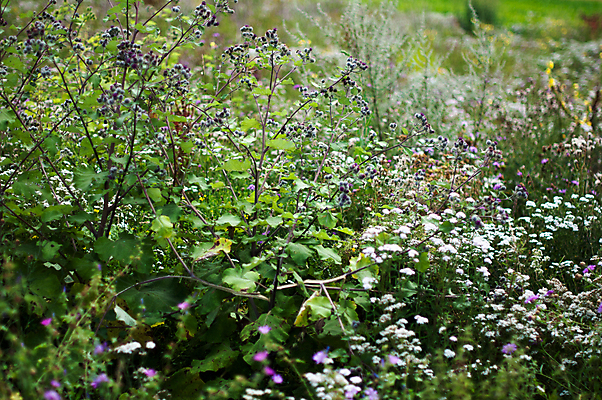 포토 JPG 해외이미지 식물 계절 꽃 백그라운드 꽃무늬 밭 자연 하늘 풍경 사람없음 야외 초록색 여름 파란색 햇빛 태양 농장 노란색 환경 정원 맑음 봄 들꽃 벚꽃 가을 흰색 시골 신선 땅 데이지 내추럴 캐모마일 카피스페이스 해외202004 해외포토 자연요소 컬러 무늬 농업 날씨 공백 허브 생태계 파일형식 이미지허브