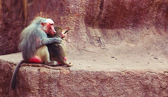 포토 JPG 해외이미지 동물 1 계절 공원 얼굴 여행 백그라운드 포유류 아프리카 자연 생물 털 동물원 이집트 종류 미술 동양인 풍경 사람없음 야외 초록색 갈색 환경 원숭이 표현 숲 모피 먹기 유인원 포트폴리오 해외202004 해외포토 공공시설 나라 컬러 모션 문화예술 인종 신체부위 생태계 파일형식 이미지허브