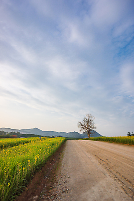 포토 JPG 해외이미지 나무 식물 도로 지구 백그라운드 잎 밭 자연 벽지 하늘 산 풍경 사람없음 초록색 여름 노란색 정원 맑음 신선 작음 해외202004 해외포토 계절 길 컬러 농업 교통시설 날씨 크기 생태계 파일형식 이미지허브