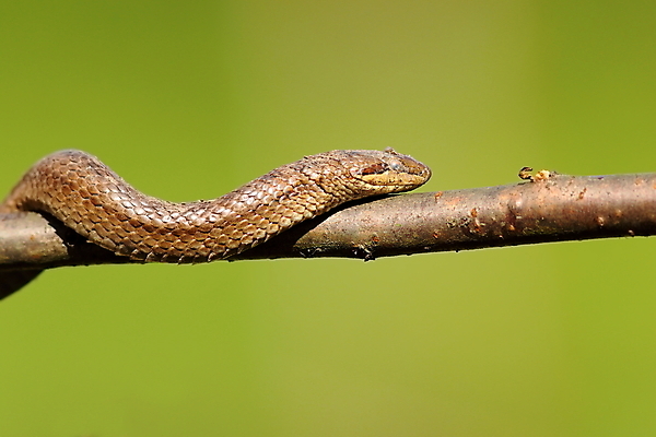 포토 JPG 해외이미지 나무 동물 척추동물 1 유럽 야생동물 백그라운드 파충류 자연 생물 종류 사람없음 초록색 갈색 환경 나뭇가지 뱀 행운 황무지 매끈함 피부 묘사 눈금 육식동물 서식지 내추럴 동물상 해외202004 해외포토 식물 나라 컬러 컨셉 신체부위 조형물 감각 생태계 파일형식 이미지허브
