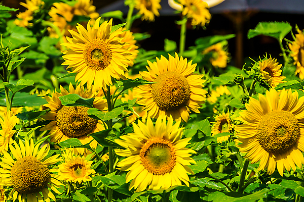 포토 JPG 해외이미지 식물 꽃 백그라운드 꽃밭 자연 해바라기 사람없음 장식 여름 노란색 정원 큼 해외202004 해외포토 계절 컬러 크기 생태계 파일형식 이미지허브