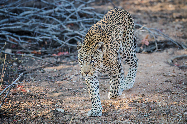 포토 JPG 해외이미지 동물 야생동물 포유류 아프리카 자연 사람없음 고양이 보호 사파리 육식동물 표범 남아프리카 해외202004 해외포토 나라 컨셉 반려동물 생태계 파일형식 이미지허브