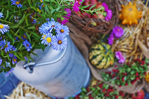 포토 JPG 해외이미지 전통 계절 꽃 단풍 농업 사람없음 파티 수확 상품 추수감사절 밀짚 스쿼시 해외202004 해외포토 식물 산업 기독교 스포츠 잎 이벤트 구기 짚 파일형식 이미지허브
