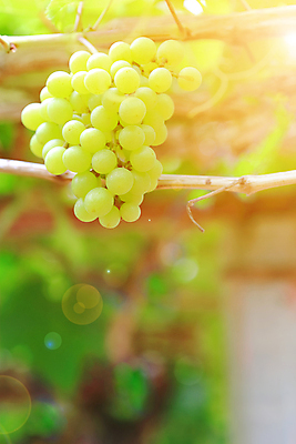 포토 JPG 해외이미지 식물 계절 산업 음식 백그라운드 잎 밭 농업 과일 자연 포도 날씨 건강 사람없음 야외 초록색 여름 컬러풀 농장 우주 환경 와인 정원 봄 수확 성장 가을 흰색 나뭇가지 신선 먹기 유기농 날것 포도밭 포도나무 발판 내추럴 숙성 양조장 해외202004 해외포토 나무 웰빙 컬러 모션 주류 과일나무 생태계 파일형식 이미지허브