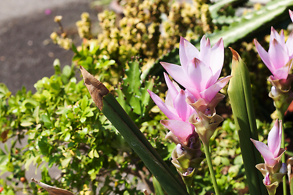 포토 JPG 해외이미지 식물 계절 꽃잎 아시아 줄기 백그라운드 잎 태국 자연 사람없음 여름 컬러풀 튤립 성장 신선 영원 해외202004 해외포토 꽃 나라 컬러 생태계 파일형식 이미지허브