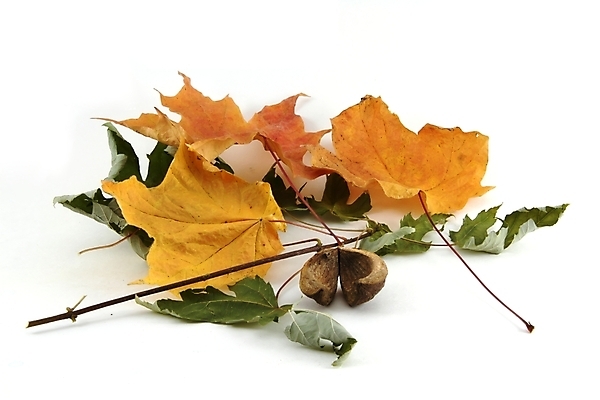 포토 JPG 해외이미지 식물 백그라운드 단풍 잎 자연 건조 사람없음 장식 초록색 노란색 가을 9월 11월 10월 내추럴 해외202004 해외포토 계절 컬러 날짜 생태계 파일형식 이미지허브