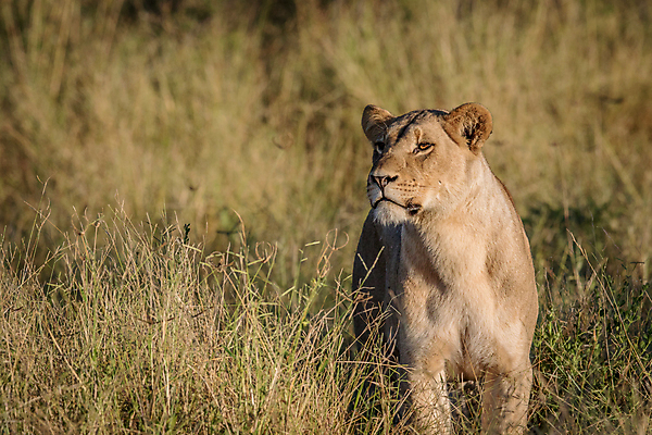 포토 JPG 해외이미지 동물 야생동물 여행 포유류 아프리카 자연 생물 털 동물원 사람없음 환경 고양이 힘 분노 황무지 위험 사자 큼 왕 모피 사파리 리더 육식동물 사냥꾼 멸종 사자자리 표범 내추럴 사바나 웅장함 해외202004 해외포토 직업 감정 나라 컨셉 반려동물 별자리 크기 생태계 파일형식 이미지허브