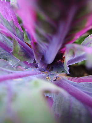 포토 JPG 해외이미지 스튜디오촬영 식물 음식 잎 농업 다이어트 채소 재료 자연 실내 건강 사람없음 초록색 빛 머리 견본 어둠 놀람 성장 흰색 신선 유기농 원예 양배추 날것 섬유 정맥 내추럴 강렬 고립 밭일 우수 저칼로리 채식주의자 비건 해외202004 해외포토 웰빙 감정 산업 컬러 표정 취미 내부 신체부위 직물 절기 생태계 채식 혈관 파일형식 이미지허브