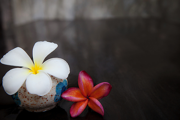 포토 JPG 해외이미지 식물 꽃잎 꽃 선 백그라운드 잎 꽃무늬 밭 자연 휴식 사람없음 장식 초록색 물 여름 우주 스파 봄 벚꽃 흰색 나뭇가지 신선 신용카드 화려 개화 우아함 이슬 배열 초대 환영 내추럴 고립 블러 아열대 알로하 해외202004 해외포토 자연요소 나무 계절 컬러 컨셉 무늬 농업 금융 인사 생태계 파일형식 이미지허브