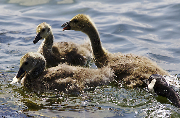 포토 JPG 해외이미지 동물 응시 호수 야생동물 백그라운드 캐나다 조류 병아리 사람없음 갈색 노란색 검은색 수영 놀람 회색 먹기 심볼 그림 시력 거위 바둑 고립 전국 해외202004 해외포토 시선 감정 컬러 북아메리카 모션 놀이 표정 수상스포츠 파일형식 이미지허브