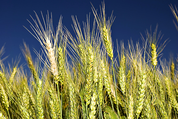포토 JPG 해외이미지 식물 산업 음식 빵 줄기 잎 밭 농업 자연 하늘 건강 옥수수 씨앗 사람없음 야외 초록색 농작물 농장 환경 상점 식사 수확 성장 시골 신선 황금 농부 낟알 시리얼 밀 굽기 뿌리기 유기농 보리 귀 밀가루 밀짚 내추럴 밭일 숙성 호밀 해외202004 해외포토 직업 웰빙 컬러 모션 곡류 신체부위 짚 가루 구이 생태계 파일형식 이미지허브