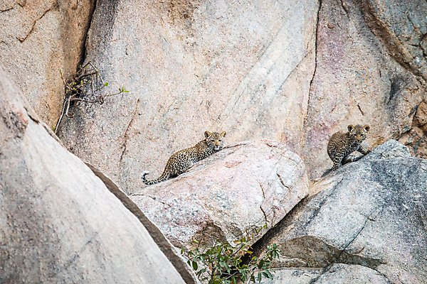 포토 JPG 해외이미지 동물 척추동물 응시 공원 야생동물 새끼 여행 포유류 아프리카 자연 친절 털 사람없음 야외 환경 고양이 힘 행성 운전 게임 아기 황무지 보호 위험 큼 모피 심볼 사파리 속도 육식동물 사냥꾼 표범 내추럴 사바나 전국 해외202004 해외포토 직업 시선 공공시설 나라 컨셉 모션 놀이 사람 반려동물 우주 크기 생태계 파일형식 이미지허브