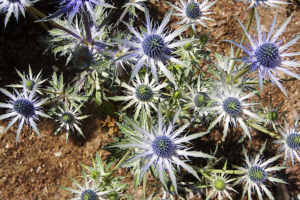 포토 JPG 해외이미지 식물 꽃 별 자연 건조 사람없음 초록색 파란색 정원 가시 내추럴 블루스 해외202004 해외포토 자연요소 컬러 생태계 파일형식 이미지허브