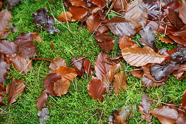 포토 JPG 해외이미지 나무 식물 계절 공원 지구 잎 겨울 밭 농업 오렌지 자연 건조 따뜻함 풍경 사람없음 야외 목재 파란색 농작물 갈색 노란색 정원 얼음 추위 수확 덮개 껍질 가을 나뭇가지 죽음 파편 숲 유기농 질감 순환 먼지 낭비 내추럴 땅바닥 옛날 해외202004 해외포토 자연요소 웰빙 공공시설 산업 컬러 컨셉 과일 재료 모션 바닥 뚜껑 생태계 파일형식 이미지허브