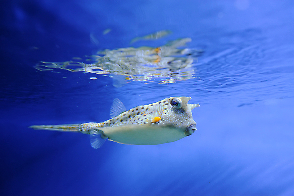 포토 JPG 해외이미지 동물 야생동물 바다 섬 여행 백그라운드 학교 자연 휴가 바닥 이집트 어류 풍경 사람없음 빨간색 물 파란색 컬러풀 노란색 환경 바닷속 수중 수영 스노클링 산호 아래 다이빙 암초 수족관 내추럴 깊이 소금물 이국적 해외202004 해외포토 자연요소 교육 컬러 아프리카 수중동물 수상스포츠 자포동물 방향 생태계 위치 수중스포츠 파일형식 이미지허브