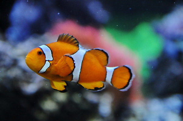 포토 JPG 해외이미지 바다 여행 자연 어류 사람없음 빛 반려동물 환경 바닷속 산호 소금 암초 해외202004 해외포토 동물 수중 수중동물 자포동물 생태계 파일형식 이미지허브