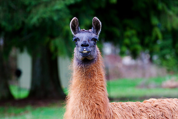 포토 JPG 해외이미지 동물 밭 포유류 털 풍경 사람없음 가로 빨간색 초록색 반려동물 컬러풀 농장 갈색 검은색 가축 목장 시골 방목 모피 호기심 귀 팩 경보 알파카 찰과상 해외202004 해외포토 감정 컬러 컨셉 농업 신체부위 화장품 축산업 상처 파일형식 이미지허브