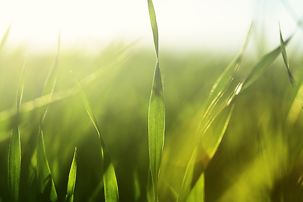 포토 JPG 해외이미지 밭 농업 자연 사람없음 여름 봄 성장 묘사 보리 내추럴 모종 묘목 해외202004 해외포토 나무 계절 산업 곡류 생태계 파일형식 이미지허브