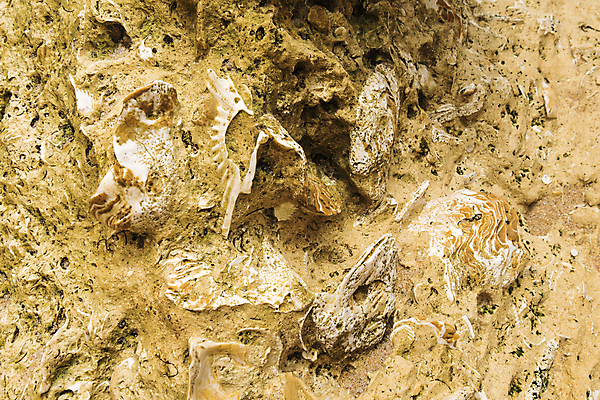 포토 JPG 해외이미지 동물 바다 과학 패턴 자연 조개 연체동물 골격 사람없음 습기 껍질 바위 흰색 시간 역사 묘사 질감 생물학 과거 홍합 화석 고생물 사암 멸종 선사시대 내추럴 고고학 기간 석회암 옛날 지질학 해외202004 해외포토 교육 컬러 컨셉 무늬 어패류 생물 무척추동물 암석 돌_바위 생태계 파일형식 이미지허브