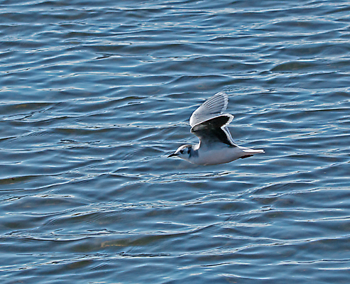 포토 JPG 해외이미지 계절 야생동물 겨울 자연 조류 성인 사람없음 검은색 계산서 서식스 해외202004 해외포토 동물 컬러 사람 생태계 파일형식 이미지허브