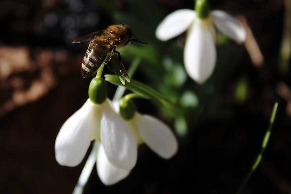 포토 JPG 해외이미지 꽃 사람없음 아웃포커스 스노드롭 해외202004 해외포토 식물 촬영기법 파일형식 이미지허브