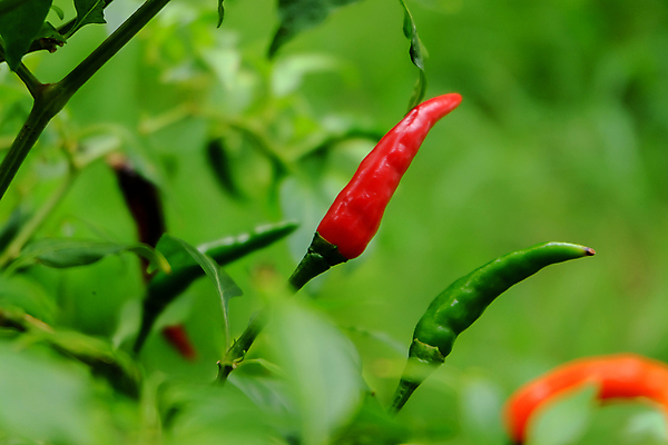 포토 JPG 해외이미지 나무 식물 음식 잎 농업 채소 자연 고추 피망 건강 사람없음 빨간색 초록색 농장 정원 맑음 수확 성장 신선 뜨거움 맛 향신료 유기농 원예 매움 후추 내추럴 오리지널 해외202004 해외포토 웰빙 산업 컬러 컨셉 날씨 취미 생태계 향미료 파일형식 이미지허브