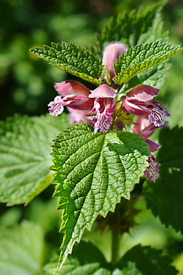 포토 JPG 해외이미지 식물 꽃 분홍색 잎 자연 사람없음 야외 초록색 정원 봄 닫기 해외202004 해외포토 계절 컬러 모션 생태계 파일형식 이미지허브