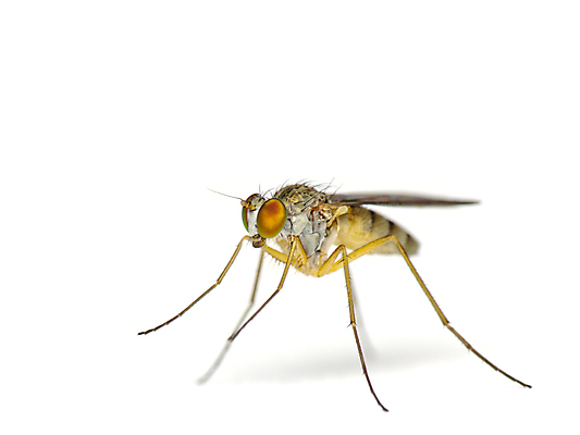 포토 JPG 해외이미지 동물 곤충 날개 자연 주택 사람없음 초록색 흰색 해충 벌레 빨다 폐기물 흉부 묘사 고립 동물상 해외202004 해외포토 컬러 모션 건물 조형물 호흡기관 쓰레기 생태계 파일형식 이미지허브