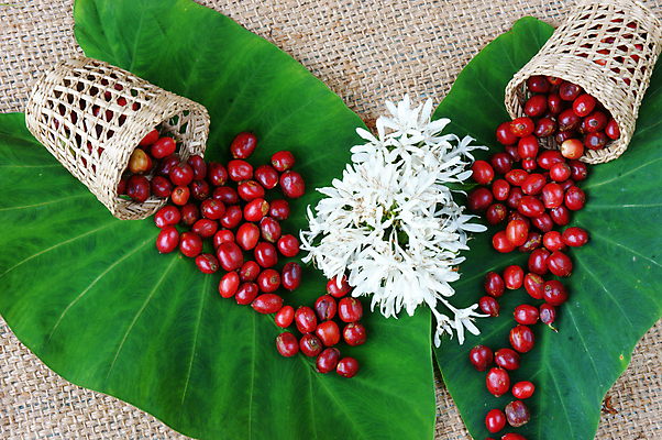 포토 JPG 해외이미지 모양 디자인 열매 꽃 아시아 커피 음료 백그라운드 컨셉 잎 농업 추상 콩 아이디어 실내 미술 사람없음 장식 빨간색 초록색 컬러풀 바구니 화목 놀람 활발 카페 흰색 신선 최고 그룹 상품 삼베 만족 유기농 날것 베트남 에스프레소 설정 숙성 아라비카 카페인 해외202004 해외포토 식물 웰빙 감정 나라 산업 컬러 무늬 문화예술 곡류 표정 내부 상점 동남아시아 파일형식 천_직물 이미지허브