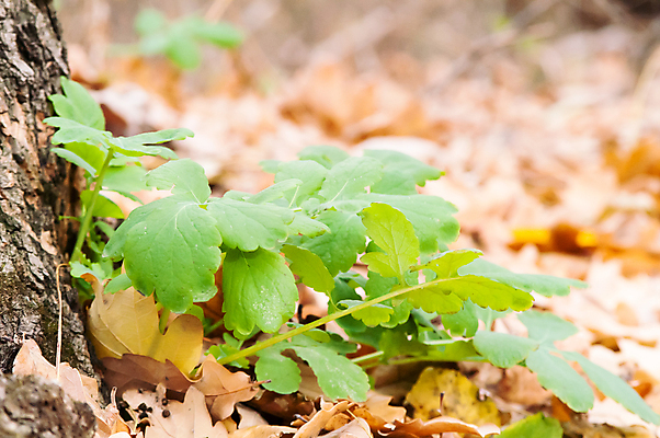 포토 JPG 해외이미지 나무 식물 디자인 배너 계절 꽃 백그라운드 단풍 잎 오렌지 자연 벽지 휴가 바닥 건조 사람없음 야외 빨간색 초록색 빛 농작물 갈색 노란색 가을 개화 황금 클로버 떨어짐 폐기물 숲 이슬 빗방울 관목 묘사 질감 10월 내추럴 강렬 옛날 해외202004 해외포토 컬러 컨셉 농업 과일 비_날씨 날짜 쓰레기 생태계 파일형식 이미지허브
