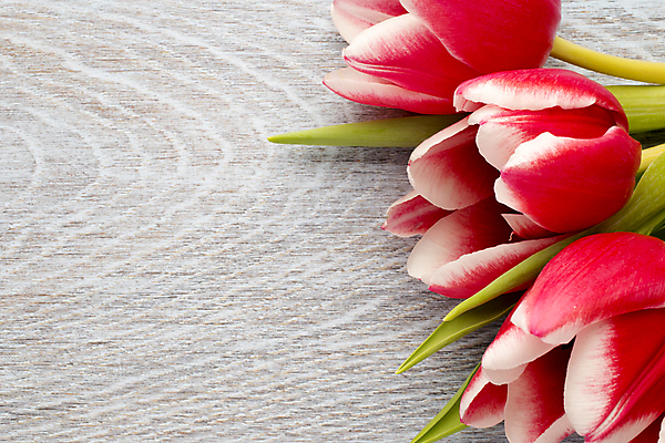 포토 JPG 해외이미지 식물 계절 꽃잎 꽃 줄기 꽃다발 백그라운드 잎 꽃무늬 패턴 자연 탁자 부활절 사람없음 목재 초록색 노란색 머리 봄 활발 튤립 벚꽃 개화 다발 엽서 해외202004 해외포토 나무 기념일 컬러 가구 컨셉 무늬 재료 신체부위 편지 생태계 파일형식 이미지허브