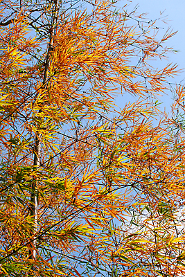 포토 JPG 해외이미지 나무 식물 아시아 문화 백그라운드 잎 자연 하늘 사람없음 목재 노란색 나뭇가지 원형 막대기 대나무 유기농 질감 날카로움 내추럴 해외202004 해외포토 도형 웰빙 나라 컬러 재료 생태계 파일형식 이미지허브