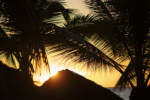 포토 JPG 해외이미지 나무 구름 모래 파도 바다 섬 여행 백그라운드 잎 자연 하늘 휴가 휴식 풍경 사람없음 야외 물 여름 파란색 햇빛 태양 일출 맑음 황혼 일몰 새벽 저녁 휴양지 코코넛 공화국 이국적 파라다이스 수평선 해외202004 해외포토 자연요소 식물 계절 나라 컬러 컨셉 과일 날씨 노을 장소 야간 생태계 파일형식 이미지허브