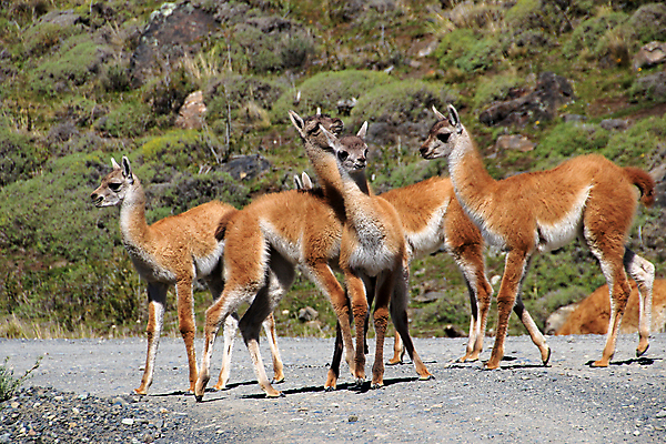 포토 JPG 해외이미지 동물 공원 여자 남자 호수 야생동물 여행 포유류 자연 하늘 산 풍경 사람없음 야외 물 파란색 갈색 미국 황무지 언덕 낙타 칠레 남쪽 내추럴 동물상 라마 전국 절정 해외202004 해외포토 자연요소 공공시설 컬러 북아메리카 사람 조형물 남아메리카 방향 생태계 파일형식 이미지허브