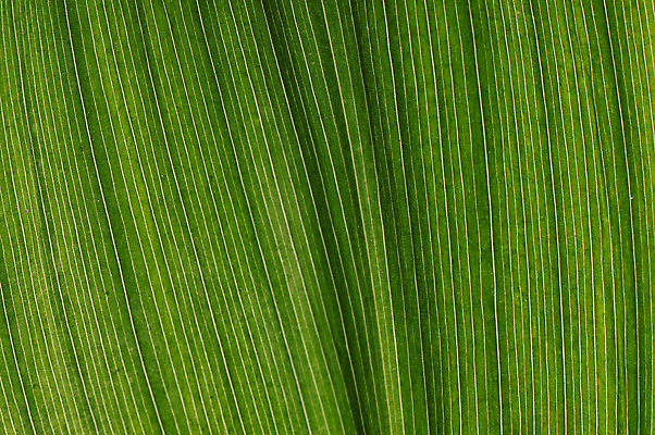 포토 JPG 해외이미지 식물 계절 꽃잎 꽃다발 잎 꽃무늬 자연 휴식 발렌타인데이 사랑 사람없음 초록색 여름 봄 들꽃 성장 흰색 개화 작음 다발 순수 싱글 향기 아로마 천진난만 취급주의 해외202004 해외포토 꽃 감정 컬러 컨셉 무늬 데이이벤트 경고 크기 생태계 냄새 파일형식 이미지허브