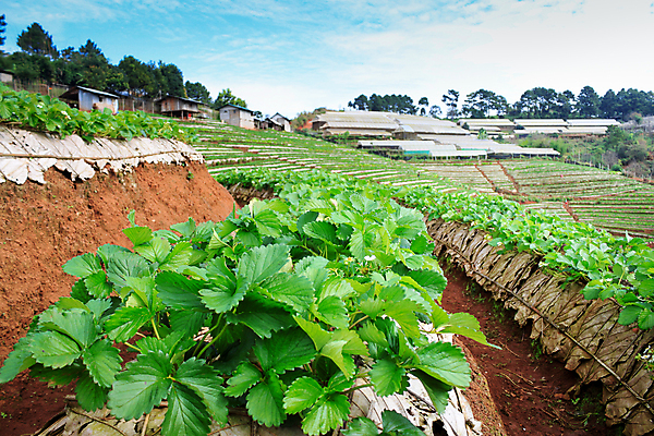 포토 JPG 해외이미지 나무 식물 구름 공원 아시아 문화 겨울 패턴 밭 과일 태국 자연 딸기 아침 휴식 산 주택 풍경 경사 사람없음 목재 옆모습 초록색 햇빛 태양 농장 정원 추위 수확 안개 성장 신선 업무 숲 오두막 허브 언덕 질감 지역 해외202004 해외포토 주간 자연요소 계절 공공시설 나라 뷰포인트 컬러 컨셉 무늬 농업 재료 날씨 건물 작업 생태계 파일형식 이미지허브