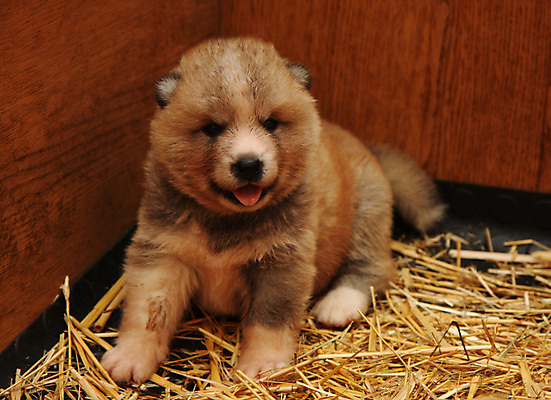 포토 JPG 해외이미지 동물 자연 사람없음 반려동물 일본 용기 자신감 개 강아지 작음 큼 기르기 지능 해외202004 해외포토 그릇 감정 아시아 포유류 크기 생태계 돌봄 파일형식 이미지허브