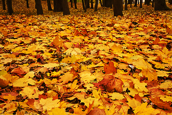 포토 JPG 해외이미지 나무 공원 백그라운드 단풍 잎 자연 따뜻함 풍경 사람없음 야외 평화 화목 고요 가을 나뭇가지 숲 9월 11월 생태계 10월 해외202004 해외포토 식물 계절 공공시설 컨셉 날짜 파일형식 이미지허브